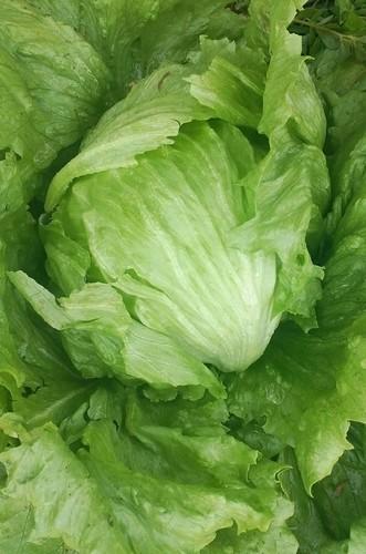 Lettuce iceberg