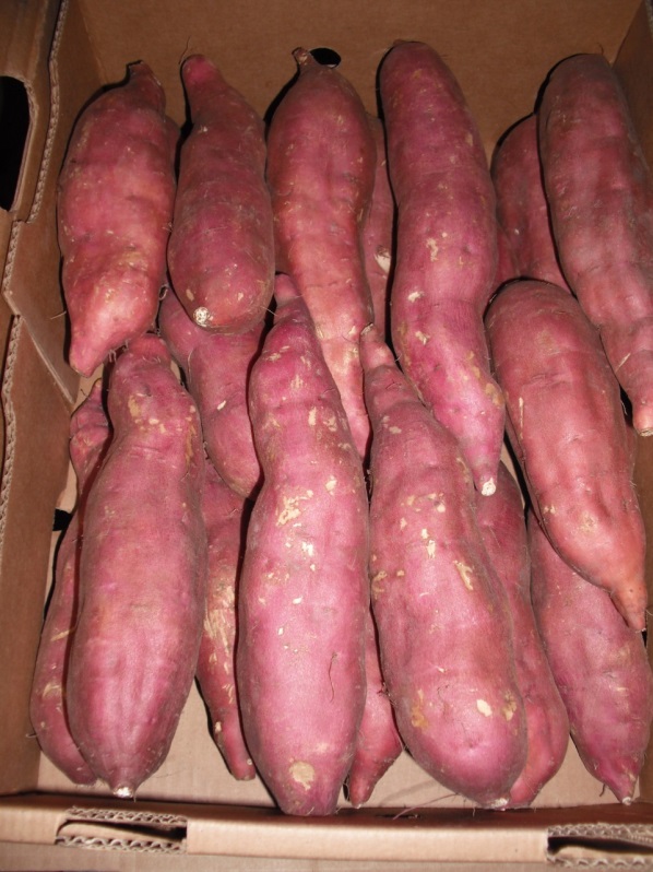 Sweet Potato