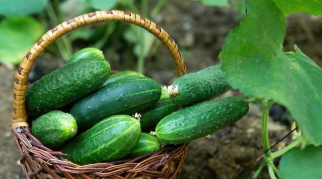 Cucumber