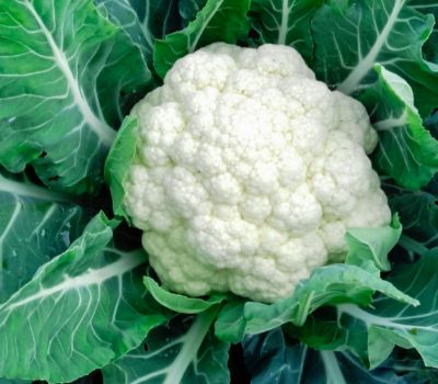 Cauliflower