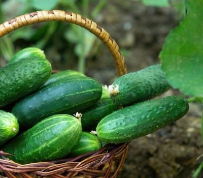 Cucumber