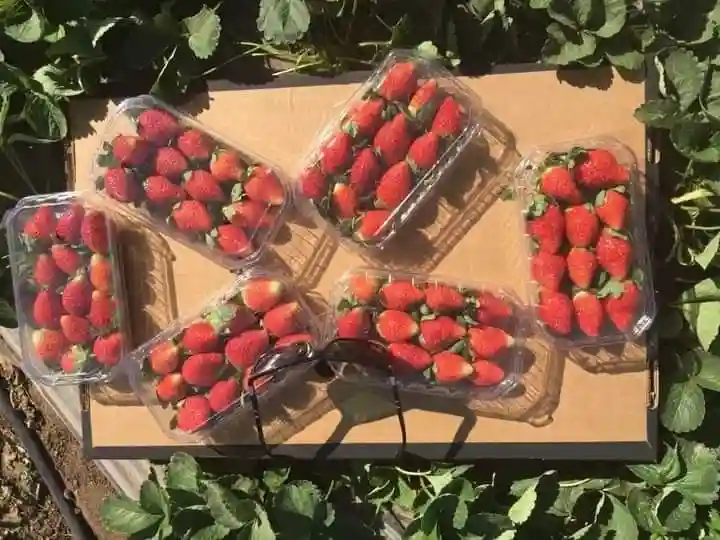 Strawberries